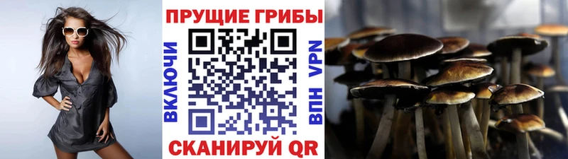 Галлюциногенные грибы GOLDEN TEACHER  где купить наркоту  Тогучин 